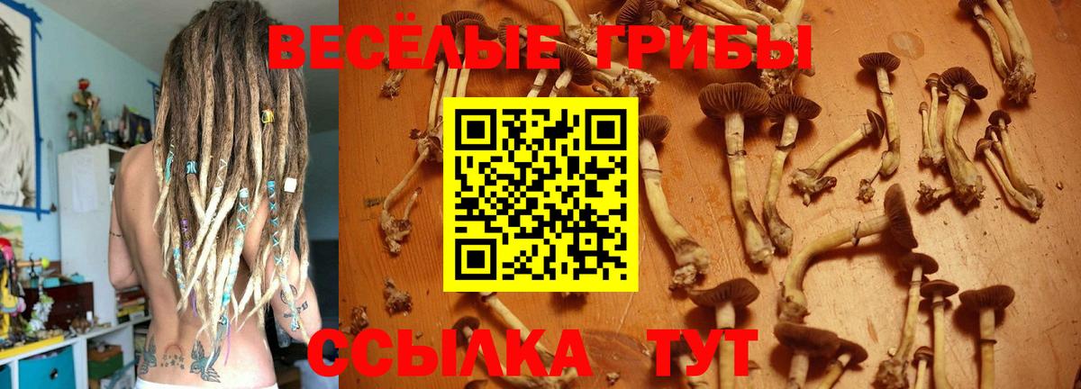 купить наркоту  Вход с VPN  Кимовск  Галлюциногенные грибы Psilocybe 